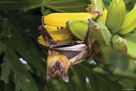Image result for Endangered Bats