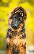 Image result for German Shepherd Dog Head
