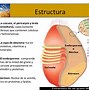 Image result for cerealia