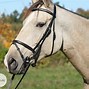 Image result for Severe Horse Bits