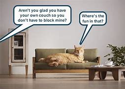 Image result for Cat Couch Meme