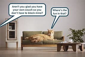 Image result for Cat Coming Out of a Couch Meme