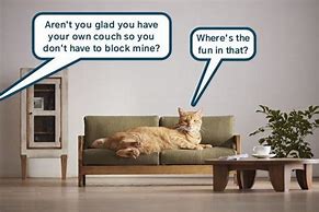 Image result for Cat Meme Ugly Couch Must Die