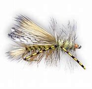 Image result for Stimulator Fly Pattern Chew Toy