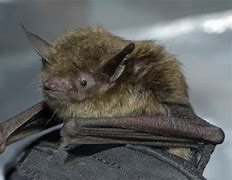 Image result for Bat with Small Eyes
