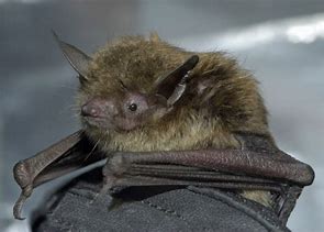 Image result for Little Brown Bat Myotis Lucifugus