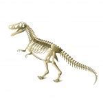 Image result for Dinosaur Bones Side View