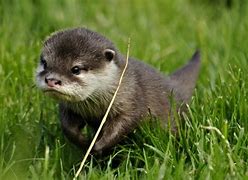 Image result for Cute Baby Otter Wallpaper