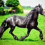 Image result for friesians dark horses