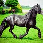 Image result for Friesian Horse Black Background