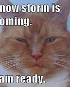 Image result for Cat Meme Storm
