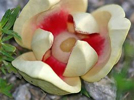Image result for Pond Apple Flower