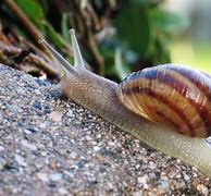 Image result for Snail with Long Tail