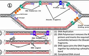 Image result for DNA Replication and RNA Transcription