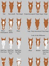 Image result for Shire Horse Colors
