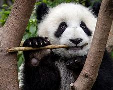 Image result for Panda Bear Family Eating Bamboo