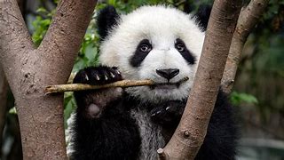 Image result for Cute Panda Cub Eating Bamboo