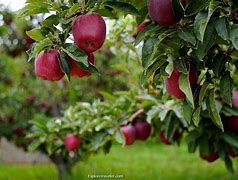 Image result for Apple Valley Orchard