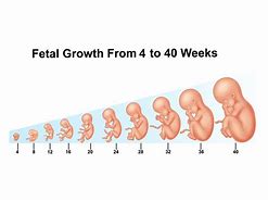 Image result for fetal