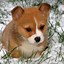 Image result for Corgi Phone Wallpaper