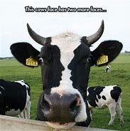 Image result for Cute Cow Memes