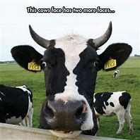 Image result for Bull Cow Meme
