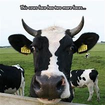 Image result for Cow Face Meme