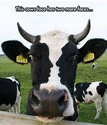Image result for Crisp Cow Meme