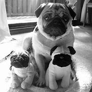 Image result for Cute Funny Pugs Memes