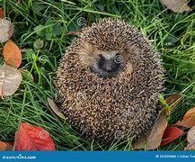 Image result for Hedgehog Curled Up
