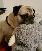 Image result for Interactive Dog Toys
