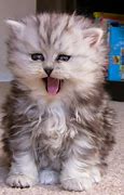 Image result for Fluffiest Cat Ever