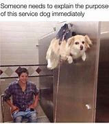 Image result for So Many Questions Animal Meme