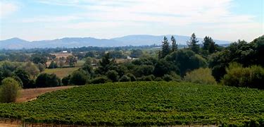 Image result for Old World Abourious Reserve Russian River Valley