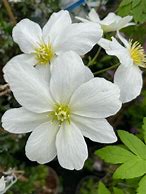 Image result for Clematis Avalanche