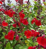 Image result for Salvia greggii Mirage Cherry Red