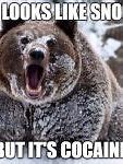 Image result for Go Bears Meme