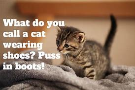 Image result for Cute Funny Cat Joke