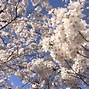 Image result for Nagano Japan Cherry Blossoms