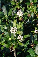 Image result for Skimmia japonica Kew White