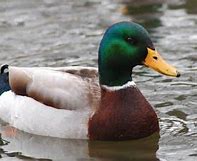 Image result for Enfield Town Wetlands Animals