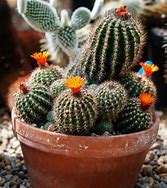 Image result for Royalty Free Cactus