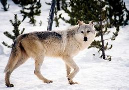 Image result for Idaho Wolf Hunting