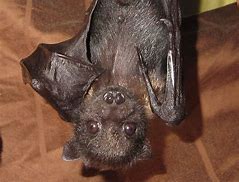 Image result for Black Bat Pic