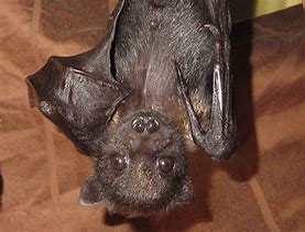 Image result for Realistic Black Bat