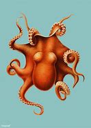 Image result for Vintage Octopus Illustration