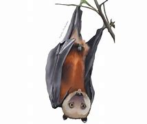Image result for Sulawesi Flying-Fox