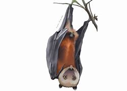 Image result for Flying Fox Wings