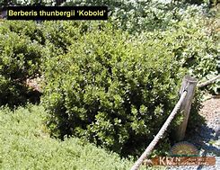 Image result for Berberis thunbergii Kobold