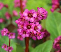 Image result for Bergenia Eroica